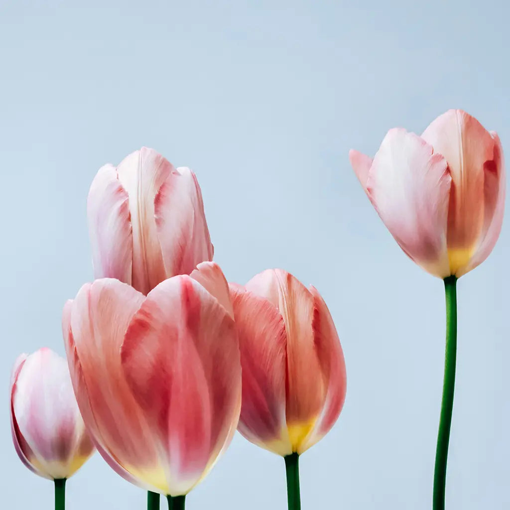 Floral