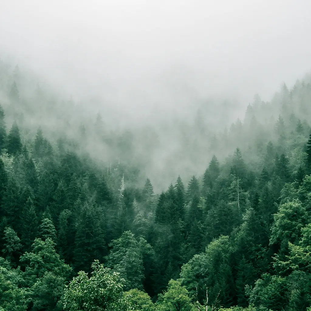 Woods & Earth