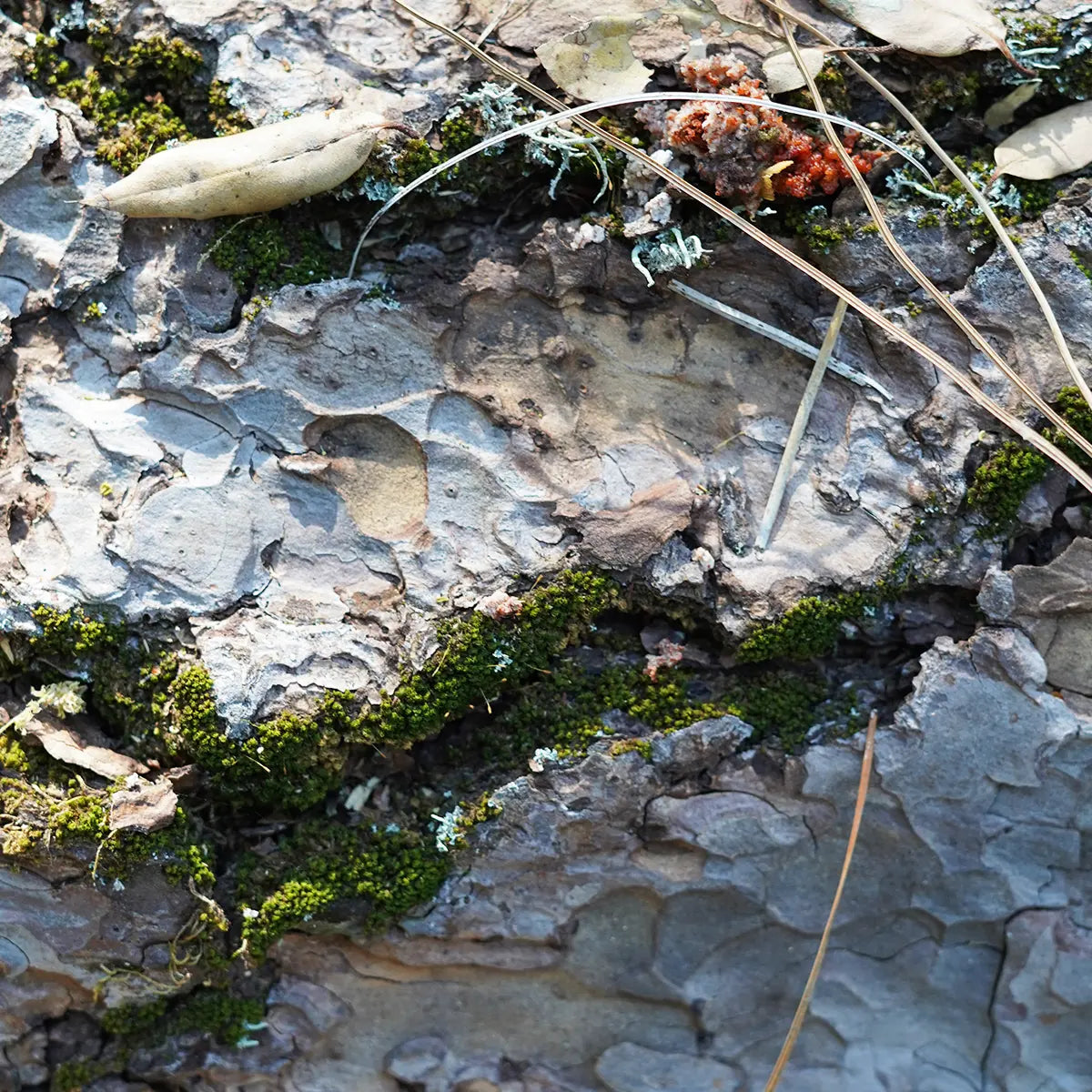Amber + Moss