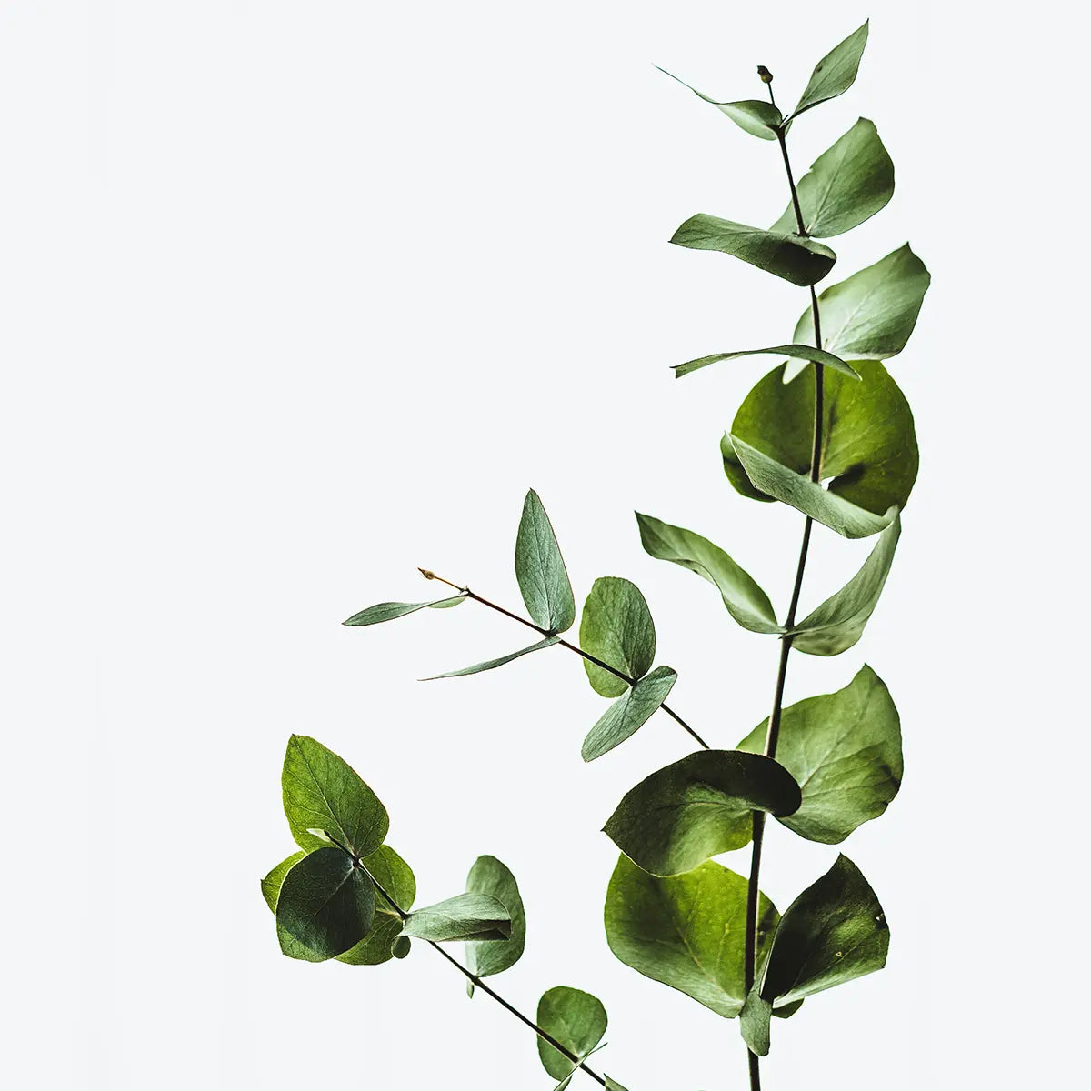 Eucalyptus Fresh