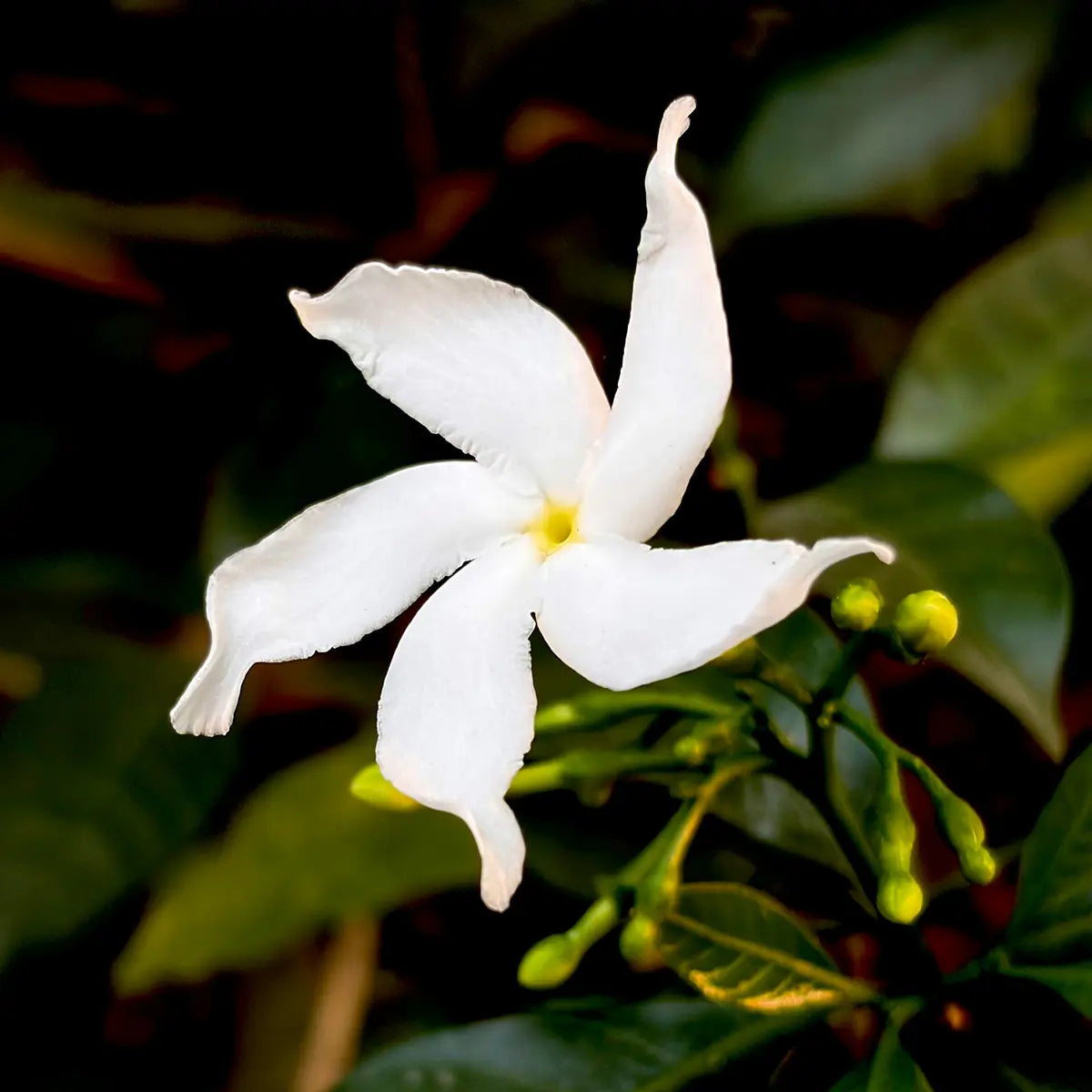 Gardenia Bloom