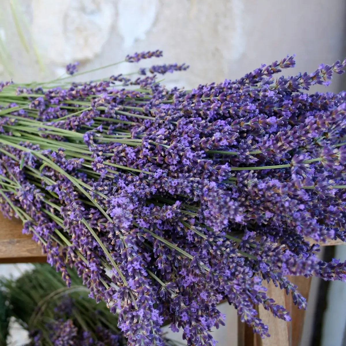 French Lavender