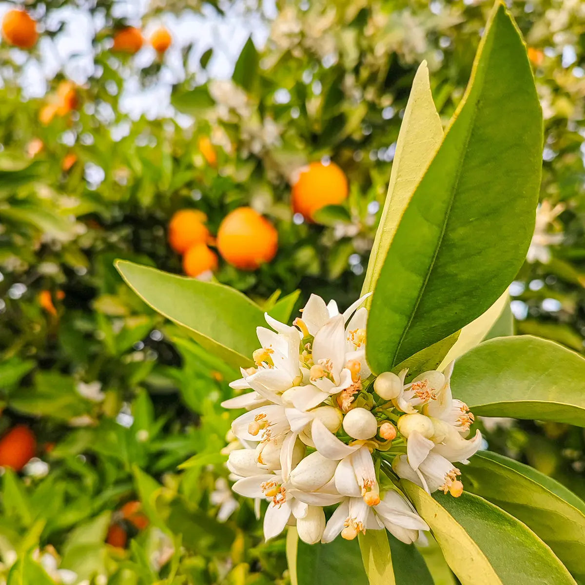 Orange Blossom