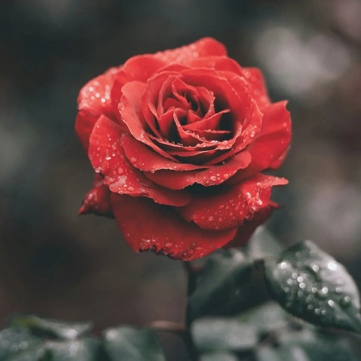 Wild Rose