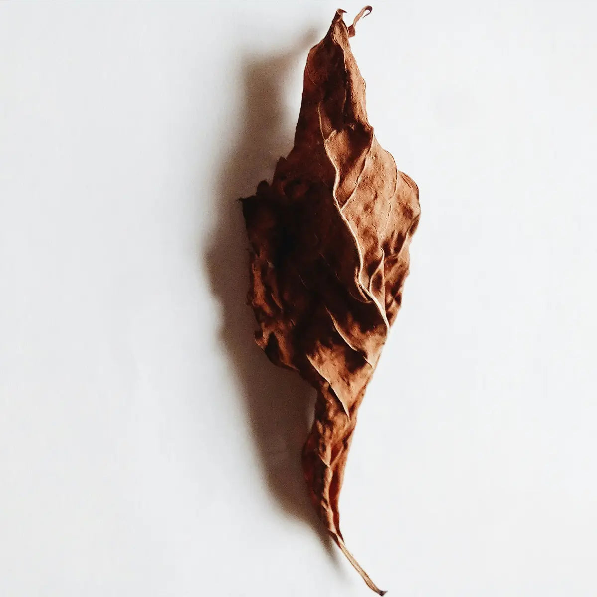 Sandalwood + Vanilla