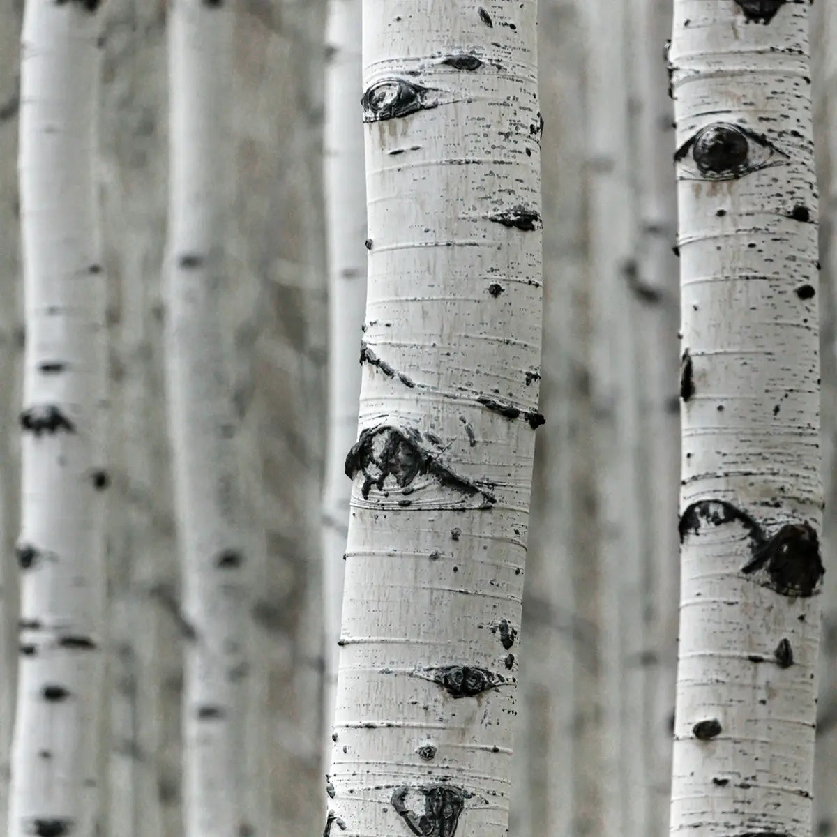 White Birch